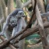 Three Crazy Cute Baby Lemurs Now On View At Bronx Zoo